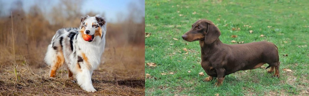 Dachshund vs Australian Shepherd - Breed Comparison