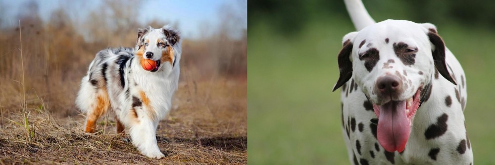 Dalmatian vs Australian Shepherd - Breed Comparison