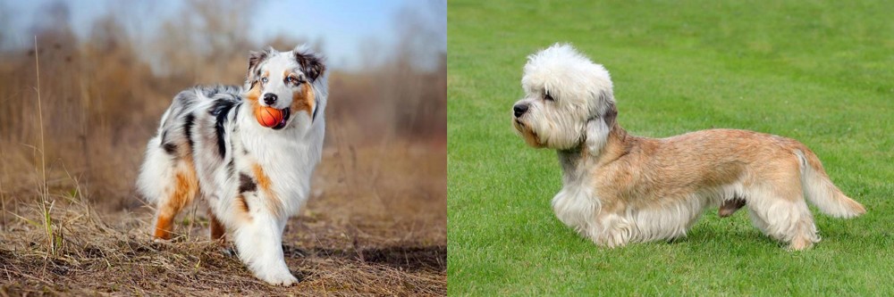 Dandie Dinmont Terrier vs Australian Shepherd - Breed Comparison