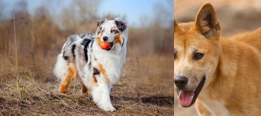 Dingo vs Australian Shepherd - Breed Comparison