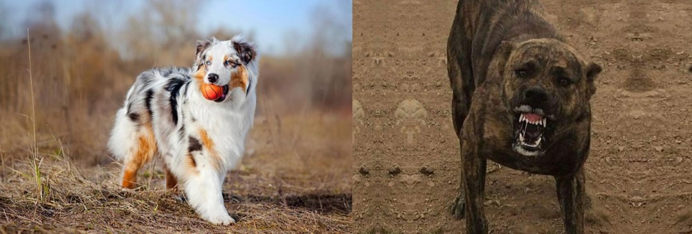 Dogo Sardesco vs Australian Shepherd - Breed Comparison