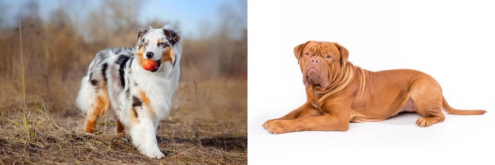 Dogue De Bordeaux vs Australian Shepherd - Breed Comparison