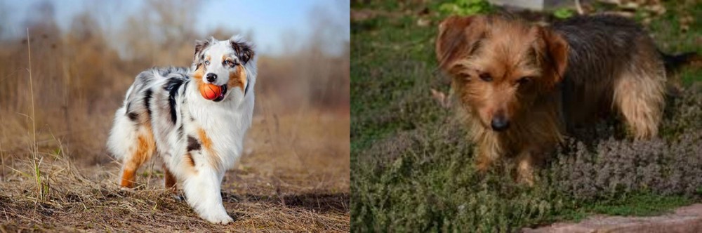 Dorkie vs Australian Shepherd - Breed Comparison