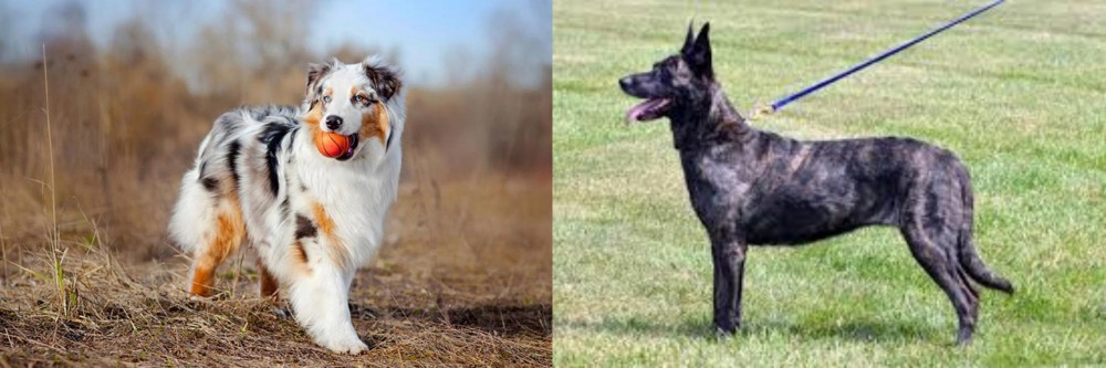 Dutch Shepherd vs Australian Shepherd - Breed Comparison
