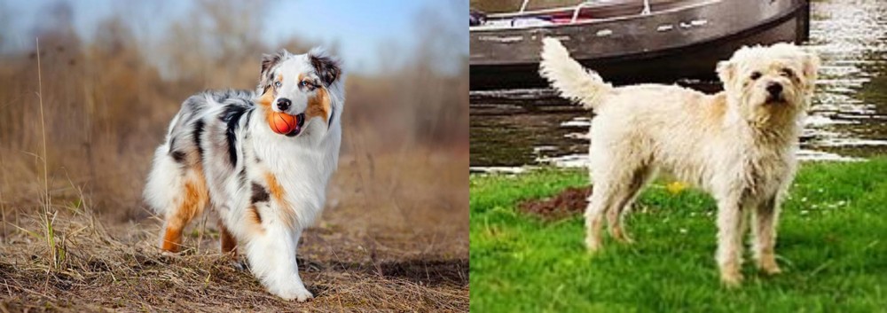 Dutch Smoushond vs Australian Shepherd - Breed Comparison
