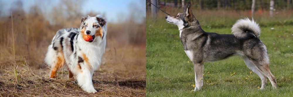 East Siberian Laika vs Australian Shepherd - Breed Comparison