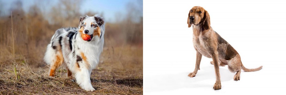 English Coonhound vs Australian Shepherd - Breed Comparison