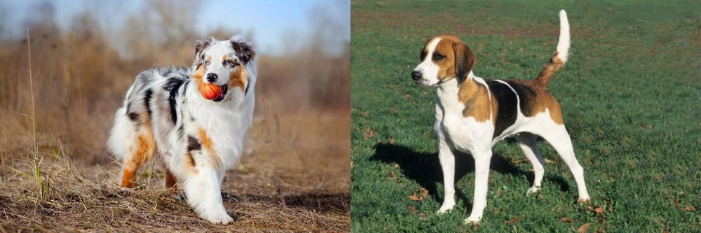 English Foxhound vs Australian Shepherd - Breed Comparison