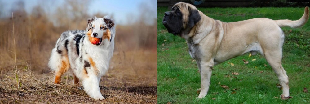 English Mastiff vs Australian Shepherd - Breed Comparison