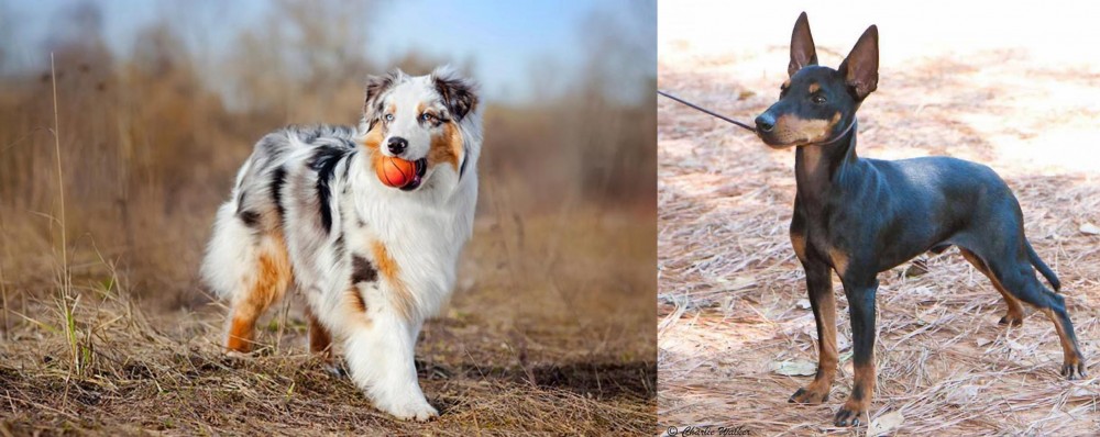 English Toy Terrier (Black & Tan) vs Australian Shepherd - Breed Comparison