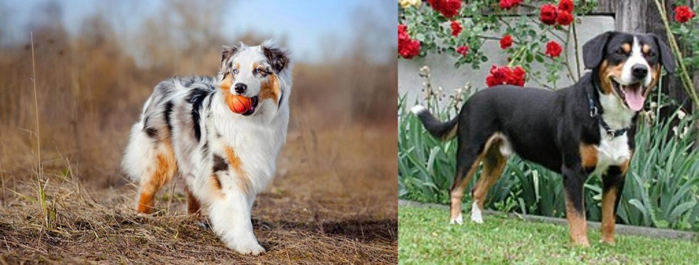 Entlebucher Mountain Dog vs Australian Shepherd - Breed Comparison