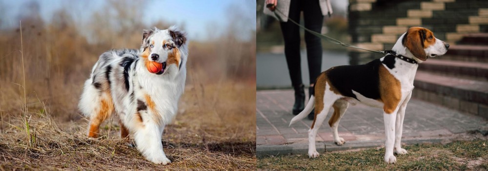 Estonian Hound vs Australian Shepherd - Breed Comparison