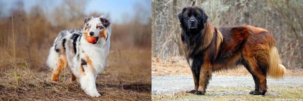 Estrela Mountain Dog vs Australian Shepherd - Breed Comparison