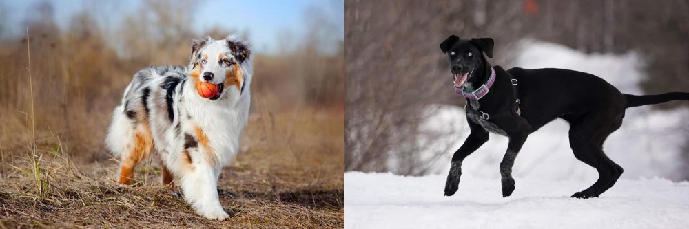Eurohound vs Australian Shepherd - Breed Comparison