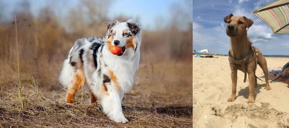 Fell Terrier vs Australian Shepherd - Breed Comparison