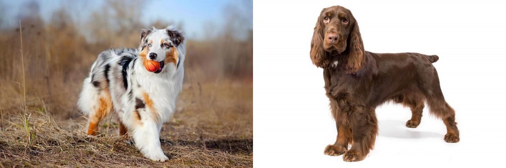Field Spaniel vs Australian Shepherd - Breed Comparison