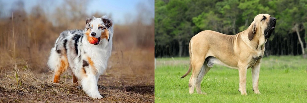 Fila Brasileiro vs Australian Shepherd - Breed Comparison