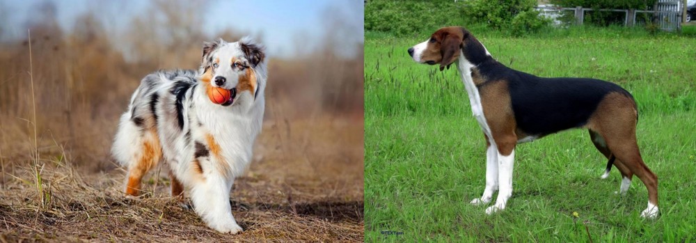 Finnish Hound vs Australian Shepherd - Breed Comparison