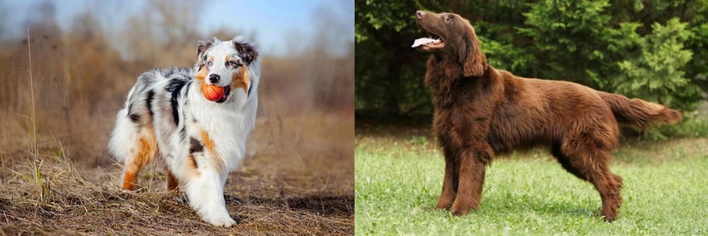 Flat-Coated Retriever vs Australian Shepherd - Breed Comparison