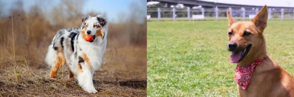 Formosan Mountain Dog vs Australian Shepherd - Breed Comparison