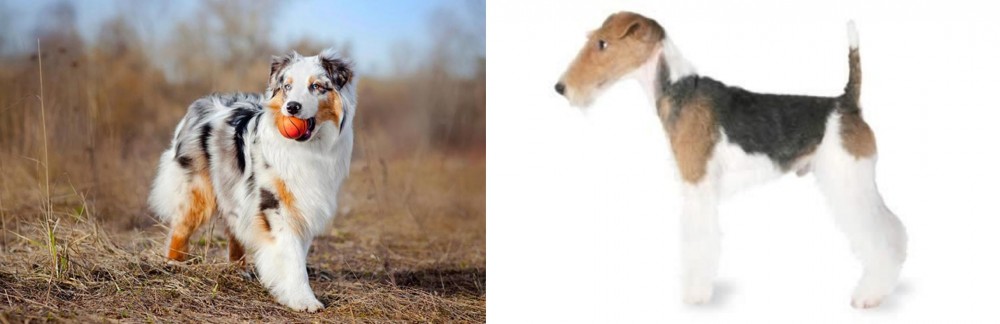 Fox Terrier vs Australian Shepherd - Breed Comparison