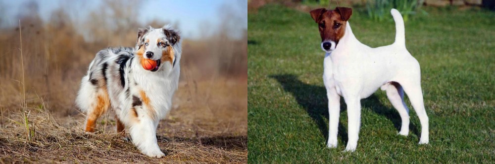Fox Terrier (Smooth) vs Australian Shepherd - Breed Comparison