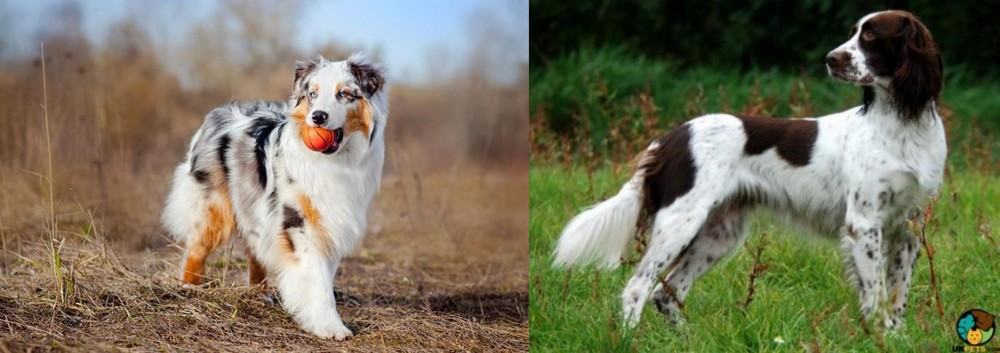 French Spaniel vs Australian Shepherd - Breed Comparison