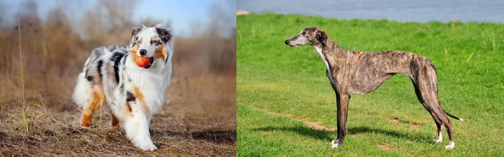 Galgo Espanol vs Australian Shepherd - Breed Comparison