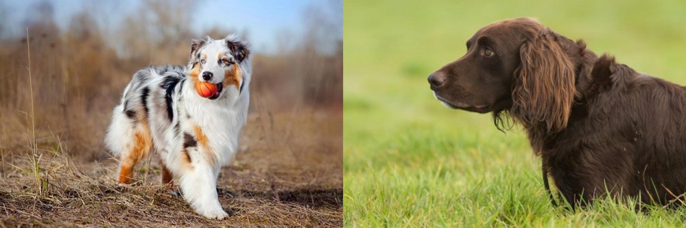 German Longhaired Pointer vs Australian Shepherd - Breed Comparison