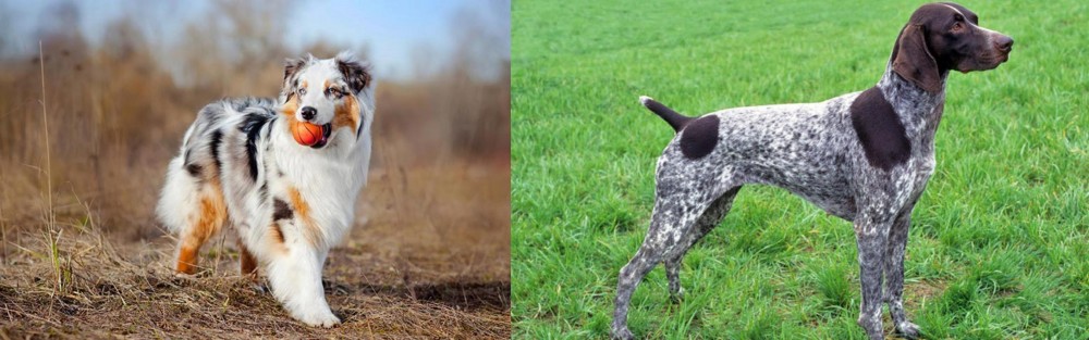 German Shorthaired Pointer vs Australian Shepherd - Breed Comparison