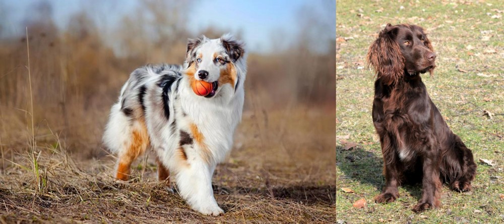 German Spaniel vs Australian Shepherd - Breed Comparison