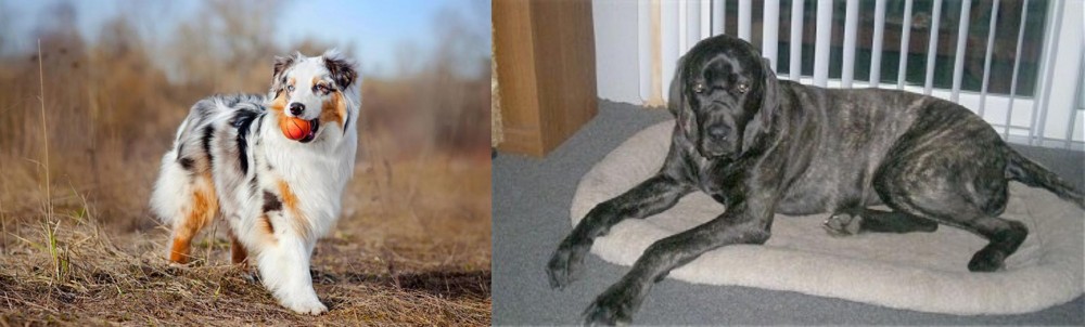 Giant Maso Mastiff vs Australian Shepherd - Breed Comparison