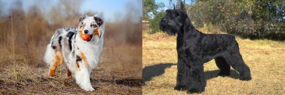 Giant Schnauzer vs Australian Shepherd - Breed Comparison