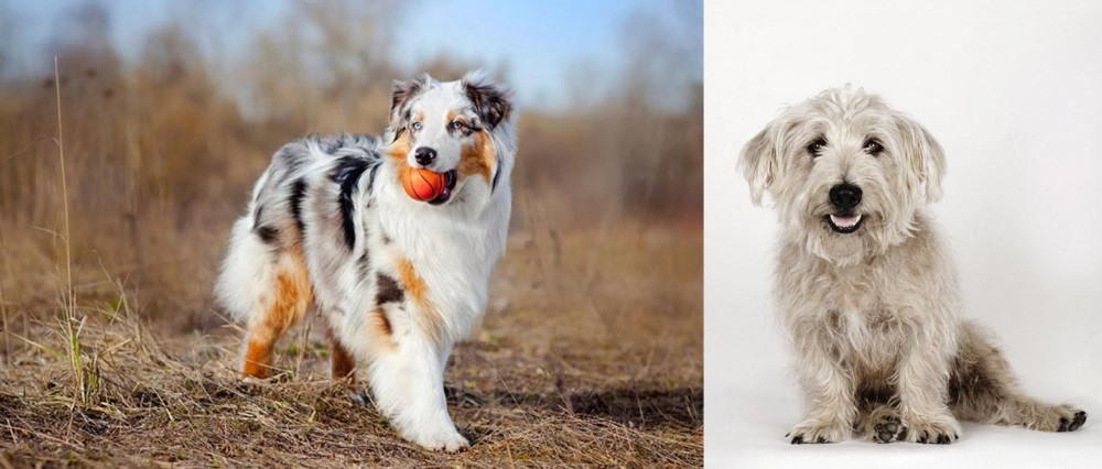 Glen of Imaal Terrier vs Australian Shepherd - Breed Comparison