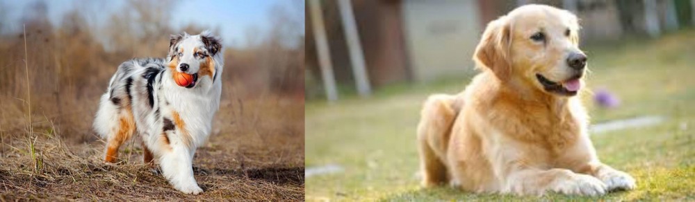 Goldador vs Australian Shepherd - Breed Comparison