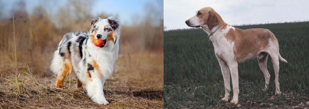 Grand Anglo-Francais Blanc et Orange vs Australian Shepherd - Breed Comparison