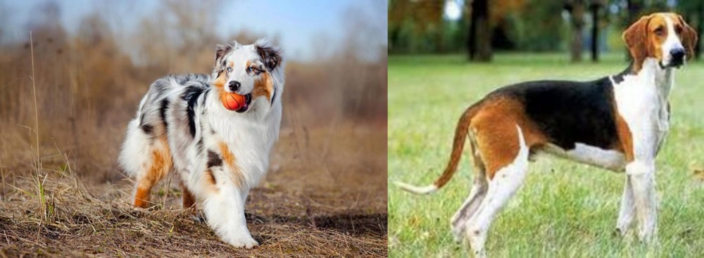 Grand Anglo-Francais Tricolore vs Australian Shepherd - Breed Comparison
