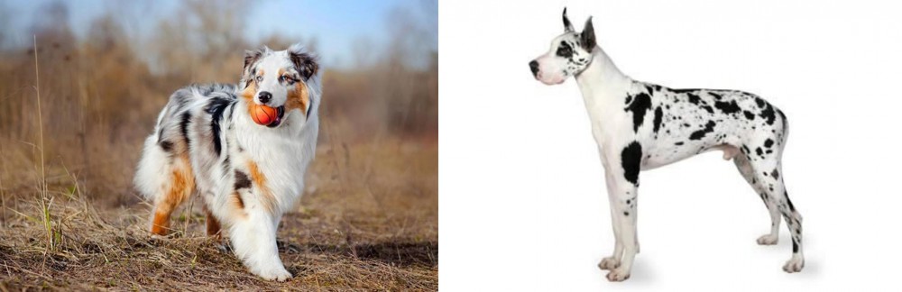 Great Dane vs Australian Shepherd - Breed Comparison