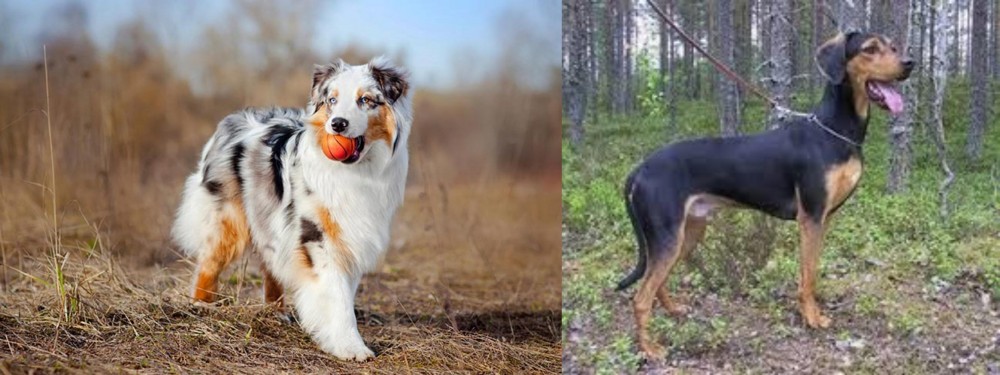 Greek Harehound vs Australian Shepherd - Breed Comparison