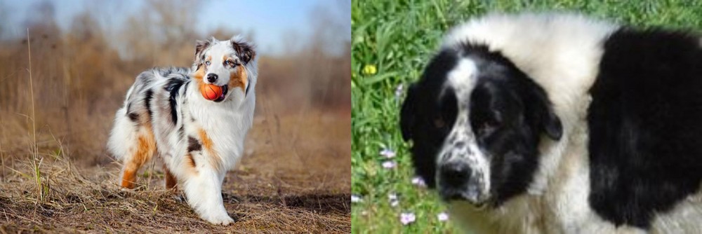 Greek Sheepdog vs Australian Shepherd - Breed Comparison