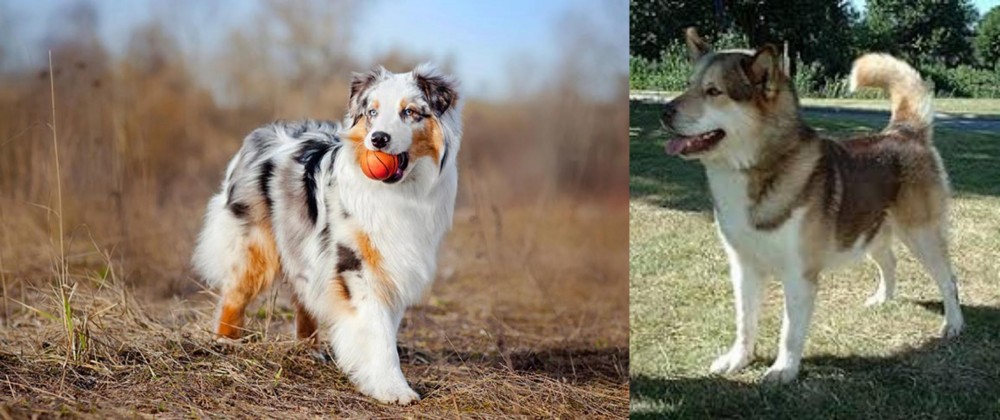 Greenland Dog vs Australian Shepherd - Breed Comparison