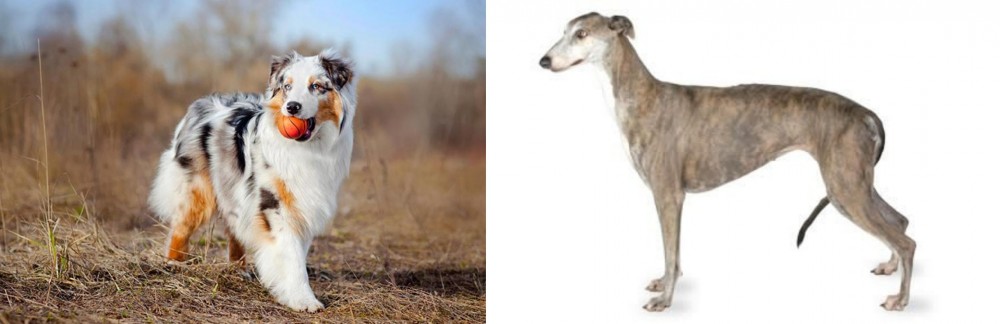 Greyhound vs Australian Shepherd - Breed Comparison