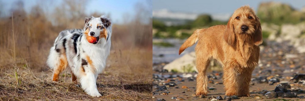 Griffon Fauve de Bretagne vs Australian Shepherd - Breed Comparison