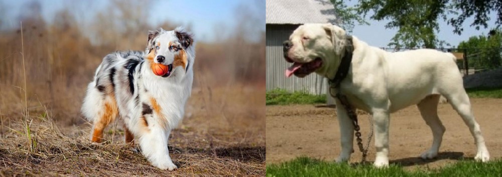 Hermes Bulldogge vs Australian Shepherd - Breed Comparison