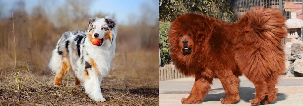Himalayan Mastiff vs Australian Shepherd - Breed Comparison