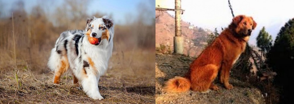 Himalayan Sheepdog vs Australian Shepherd - Breed Comparison