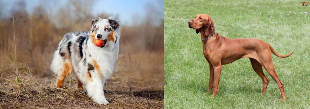 Hungarian Vizsla vs Australian Shepherd - Breed Comparison
