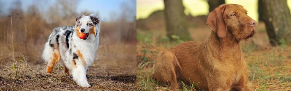 Hungarian Wirehaired Vizsla vs Australian Shepherd - Breed Comparison