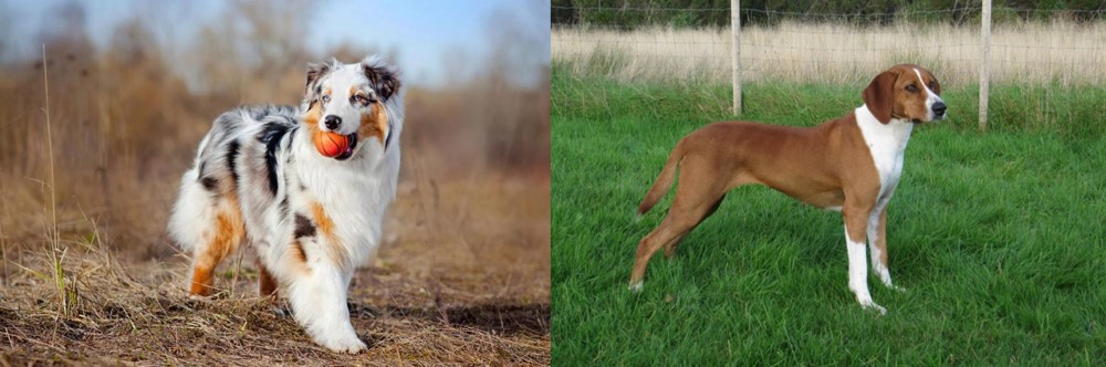 Hygenhund vs Australian Shepherd - Breed Comparison