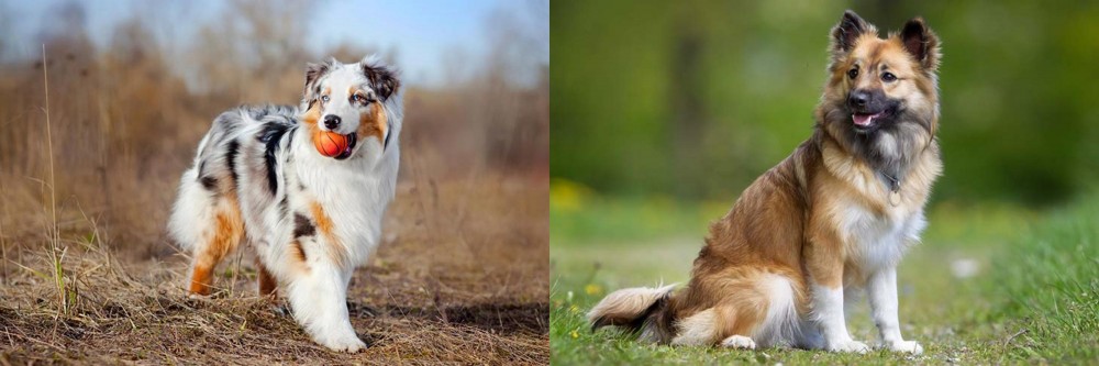 Icelandic Sheepdog vs Australian Shepherd - Breed Comparison